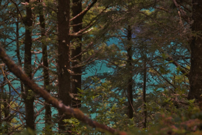 old growth trees on Cape Lookout